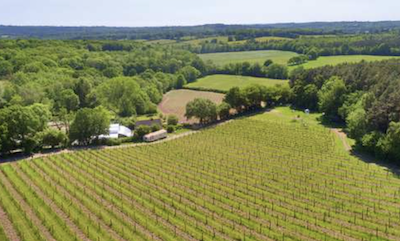 Vineyard for sale