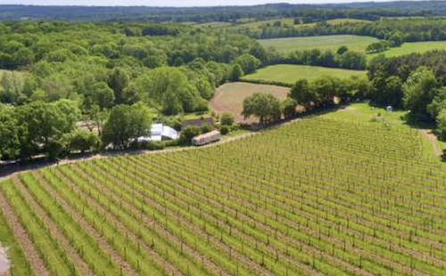 Vineyard for sale