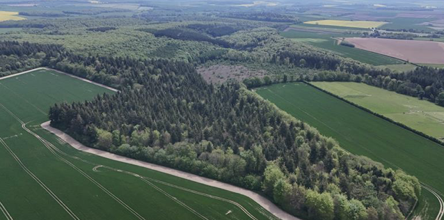 Woodland for sale