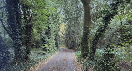 Woodland for sale