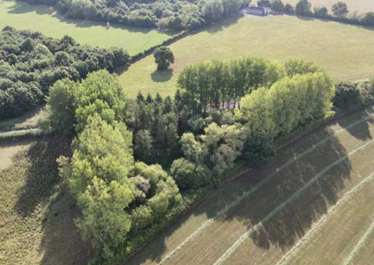 Woodland for sale