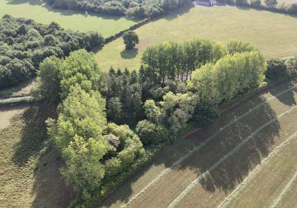 Woodland for sale