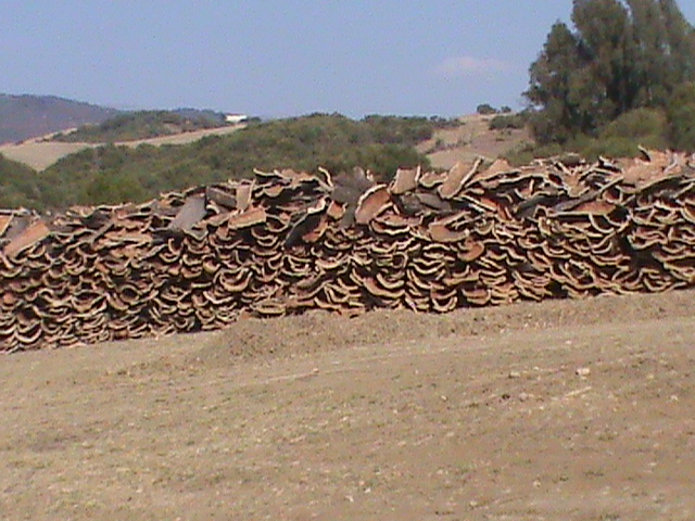 Cork drying