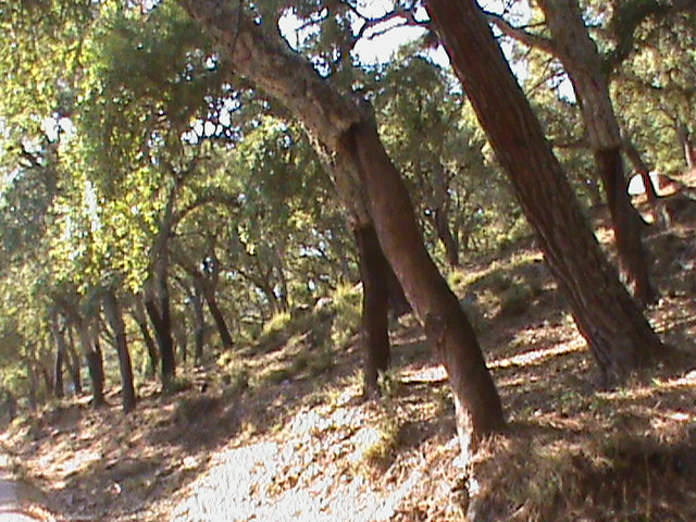 Cork trees